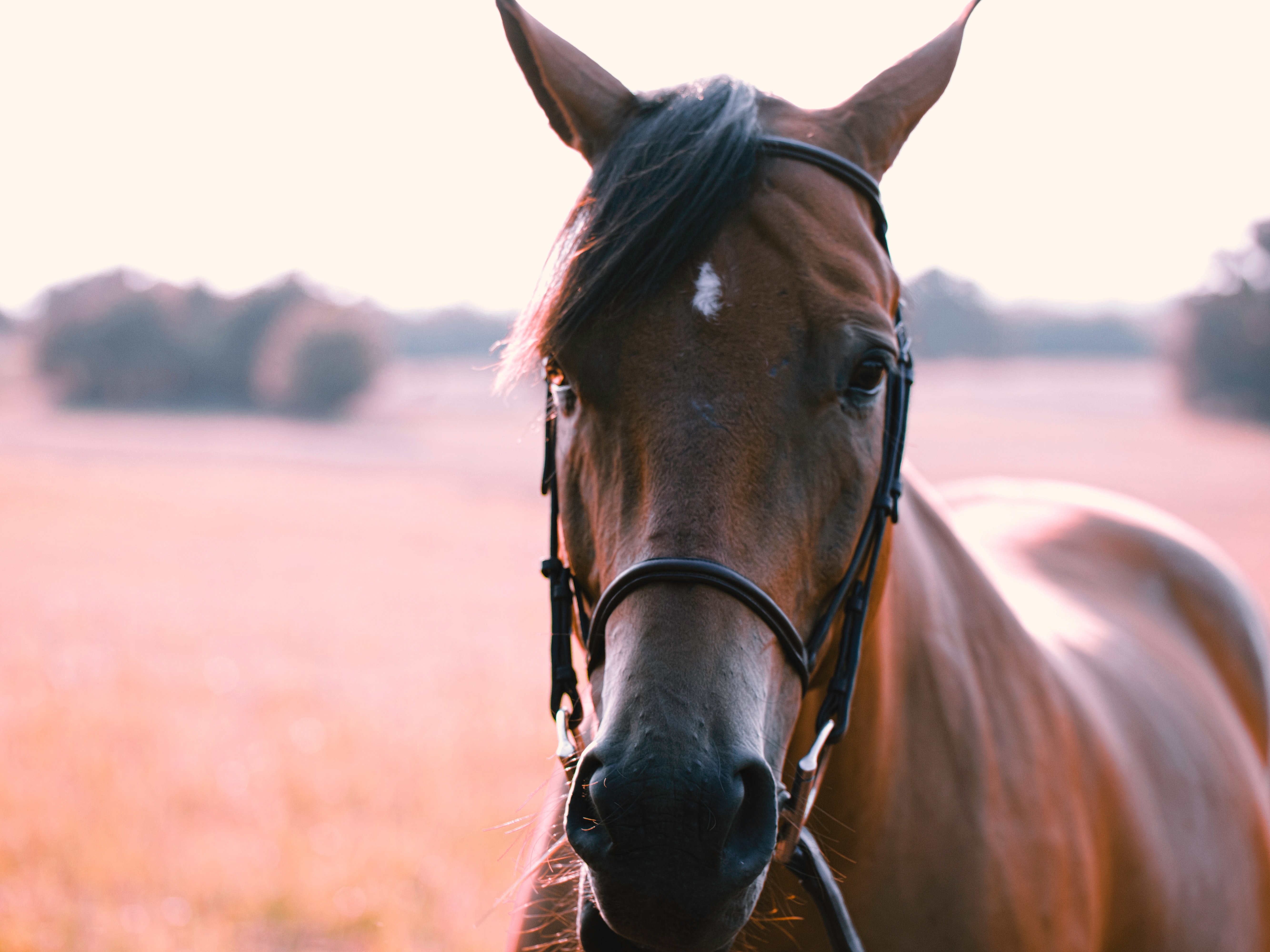 Bark horse. Портрет лошади. Лицо лошади. Лошадь черный. Лошадиное лицо.