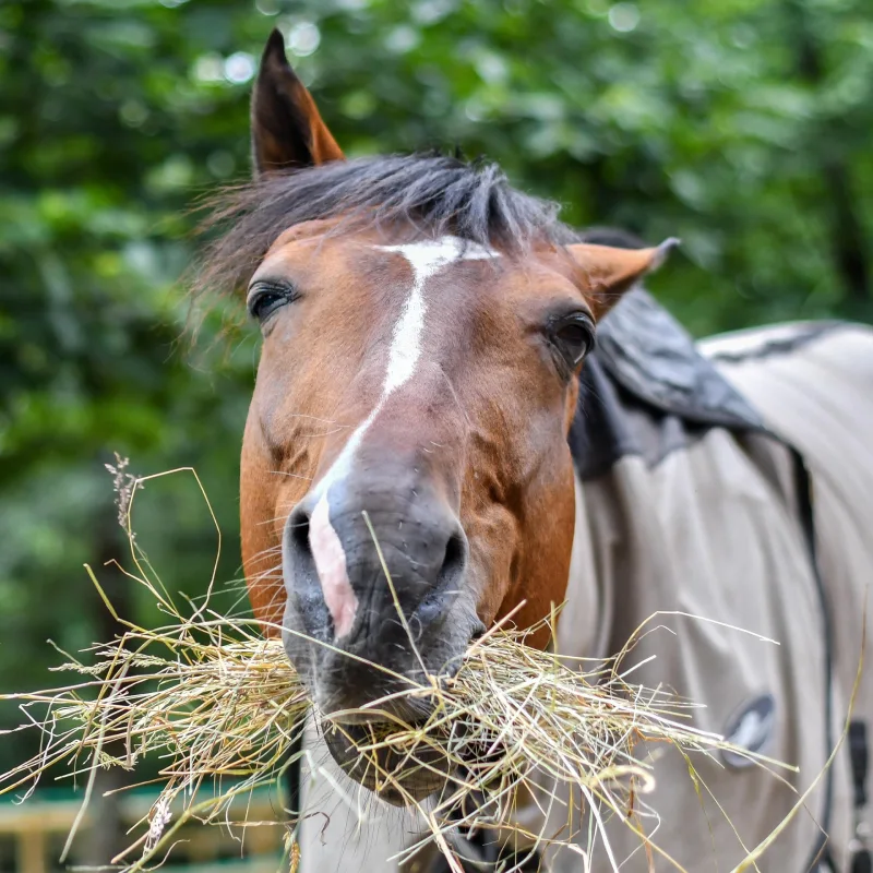 Pferd frisst Heu Pferd frisst Heu im Stall als Symbol für Raufutter und stabile Verdauung
