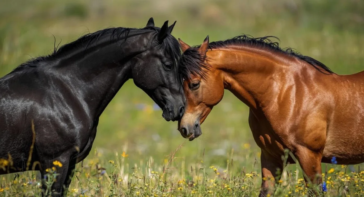 Two healthy horses Two healthy horses as a symbol of stable digestion and proper feeding management